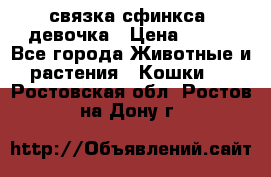 связка сфинкса. девочка › Цена ­ 500 - Все города Животные и растения » Кошки   . Ростовская обл.,Ростов-на-Дону г.